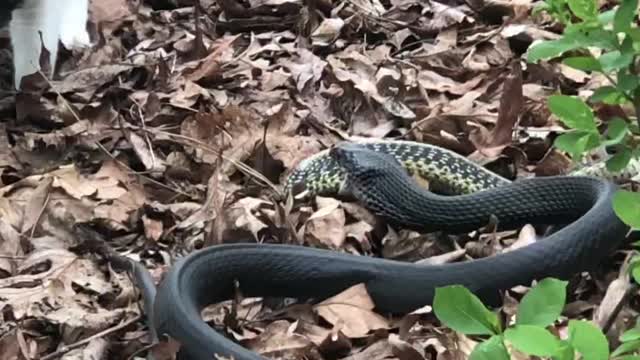 Kitty Watches on as a Snake Devours Another Snake