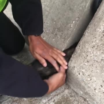 Mientras conducía logra ver una bola de pelos atascada en la autopista y decide regresar