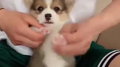 Cute dog playing with owner😍