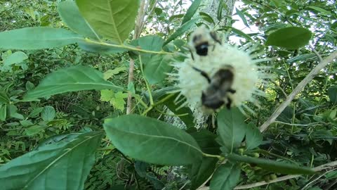 Sugar Shack Buttonbush