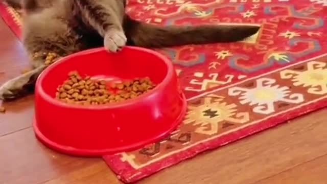 funnyvideos#cat#cute#pet