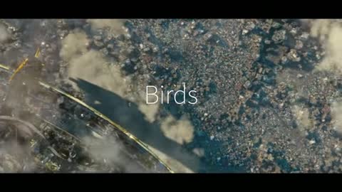 Birds Alita Version