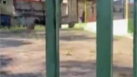 Criança é presa dentro de “jaula” em creche no interior de SP