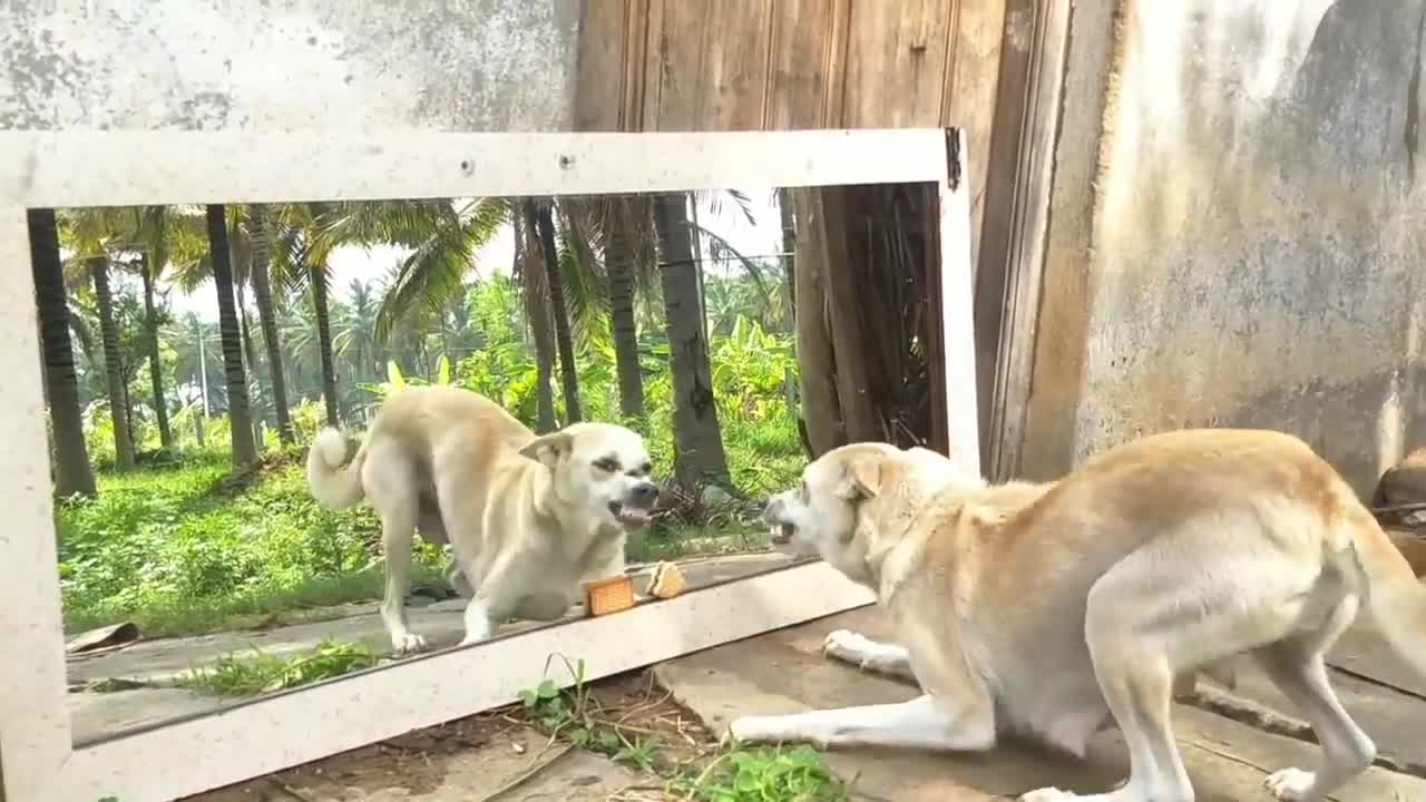 Africa Pranks fun Dogs