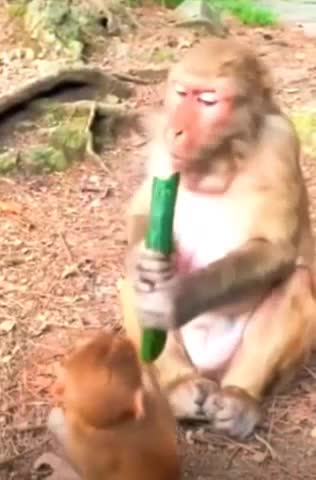 monkey 1ST TREND 2022 USA