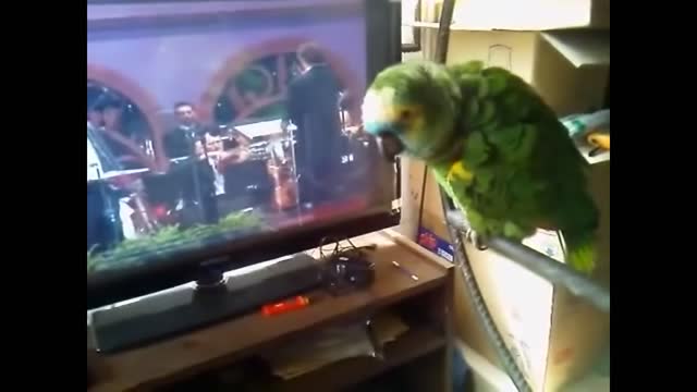 Brazilian Parrot Singer Sings Pavarotti