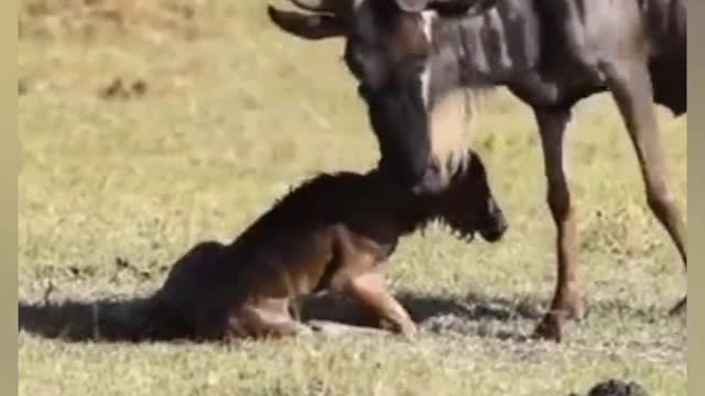 Amazing Wildebeest Giving Birth