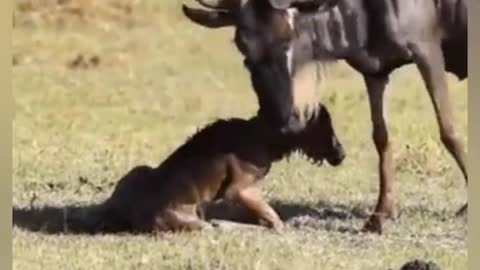 Amazing Wildebeest Giving Birth