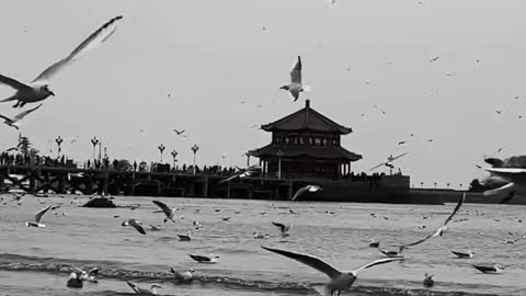 Beach sea gull