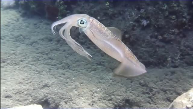 Cool Color Changing Squid