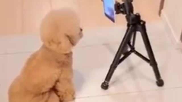😱OMG😱 Puppy making tiktok video😂😂And puppy making video like professional 😱😱
