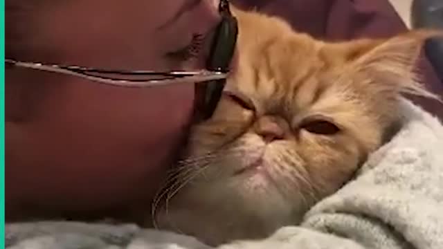 cute cat reactions