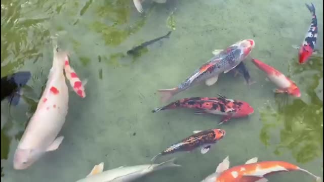 Watching Group Of Fish In Top View