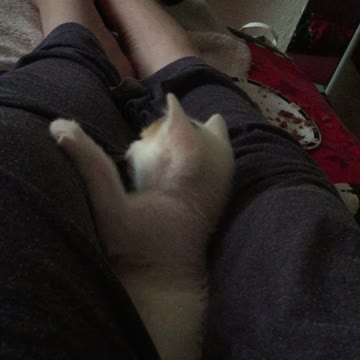 Little white kitten hiding between my legs