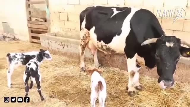 Cow born