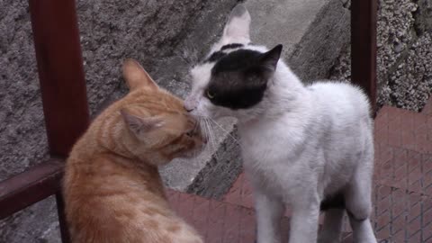 Video Of Cats Standing Near Each Other And Going To Fight With Each Other