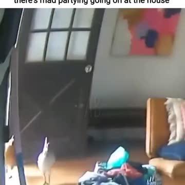 All animals join in house