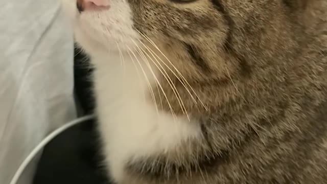my cat likes to be petted