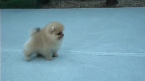 Cute pomeranianpuppy
