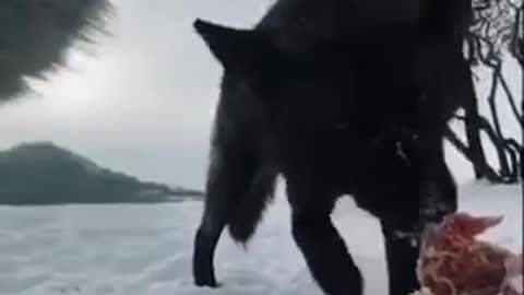 Wolf alpha hungry