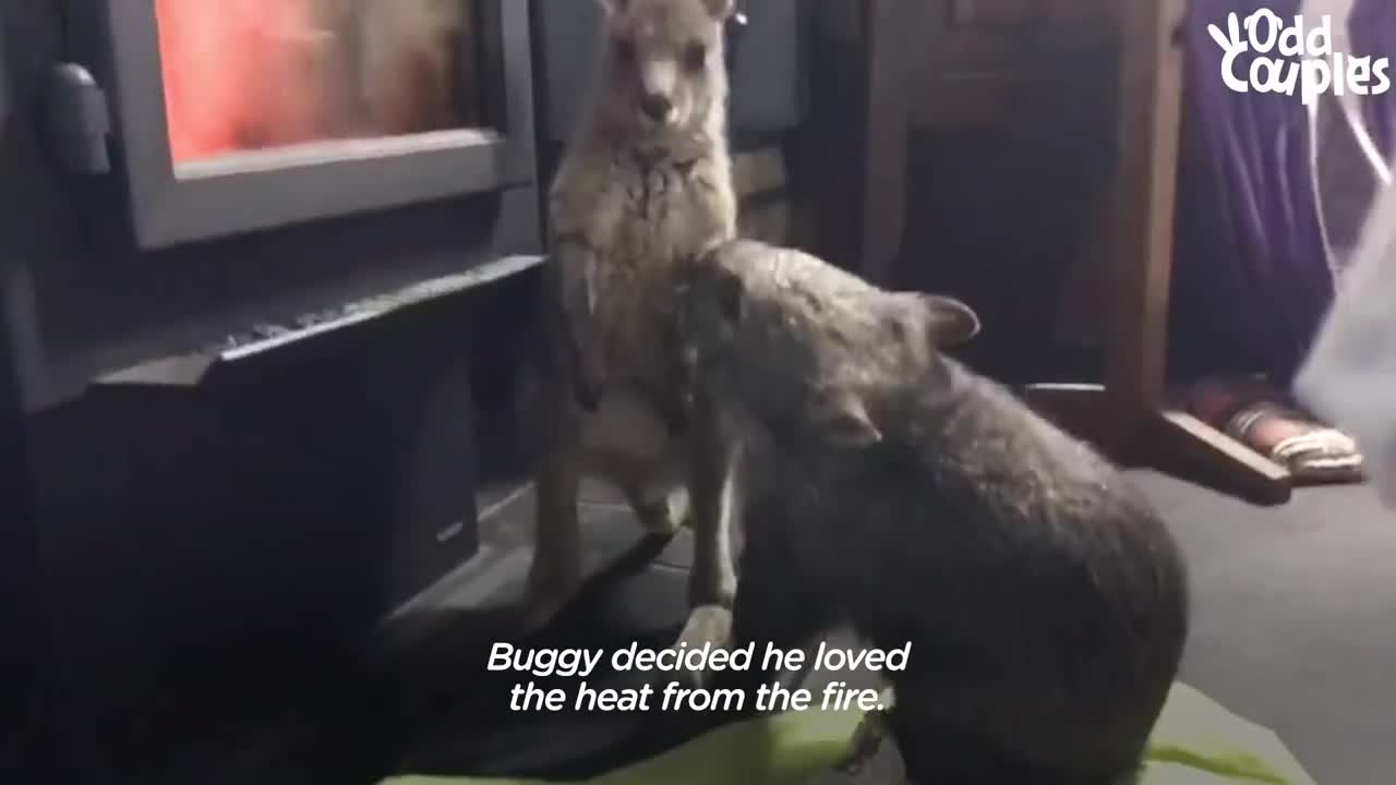 Kangaroo