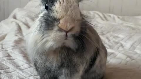 Grumpy Bunny