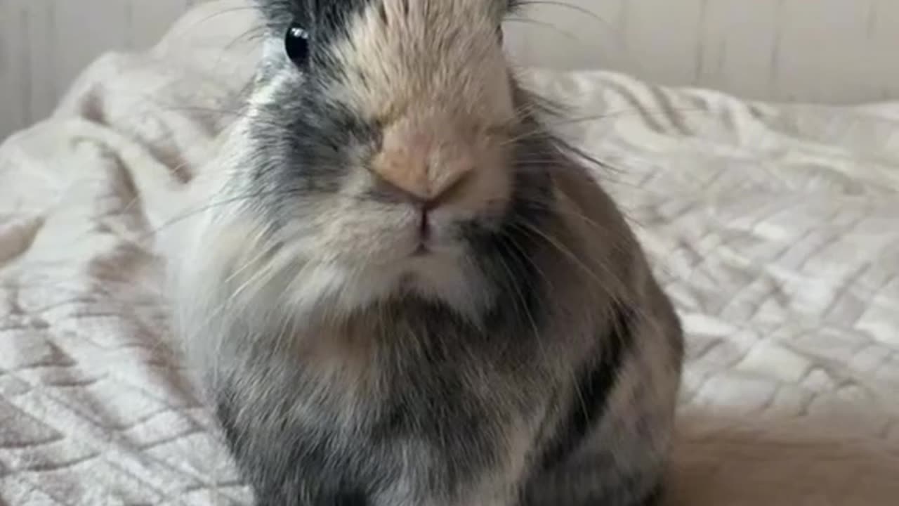 Grumpy Bunny