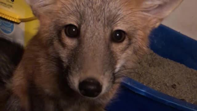 Talkative Red Fox