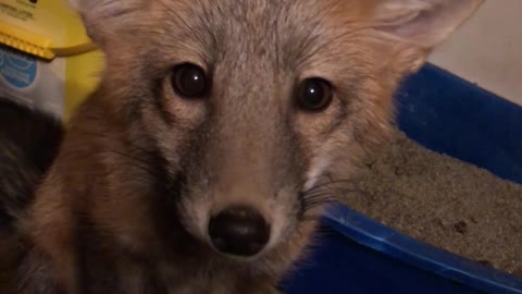 Talkative Red Fox