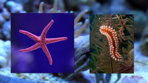 09.5 of the Coolest Animal Partnerships (Symbiotic Species)
