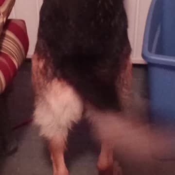 Happy german shepherd!