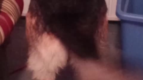 Happy german shepherd!