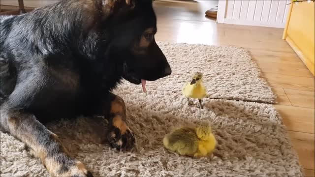 Goslings introduced to German Shepherd caretakers