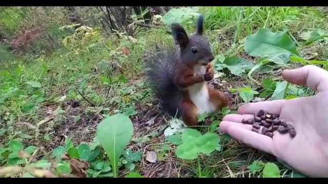 little squirrel eating pine nuts