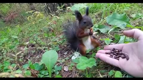 little squirrel eating pine nuts