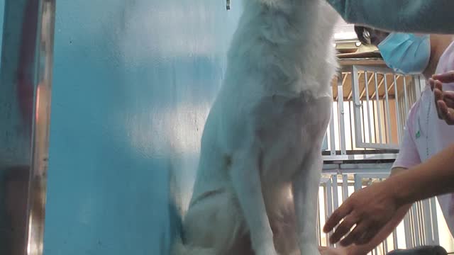 Japanese spitz grooming time