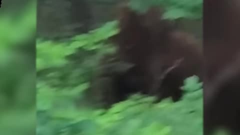 Hiker captures sasquatch looking at him