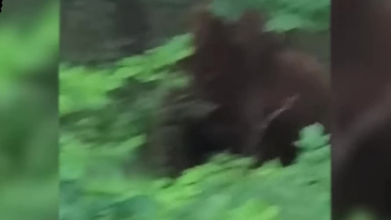 Hiker captures sasquatch looking at him
