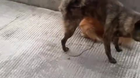 Funny cute pet