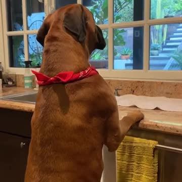 Boxer dog barking in the kitchen in a sad way