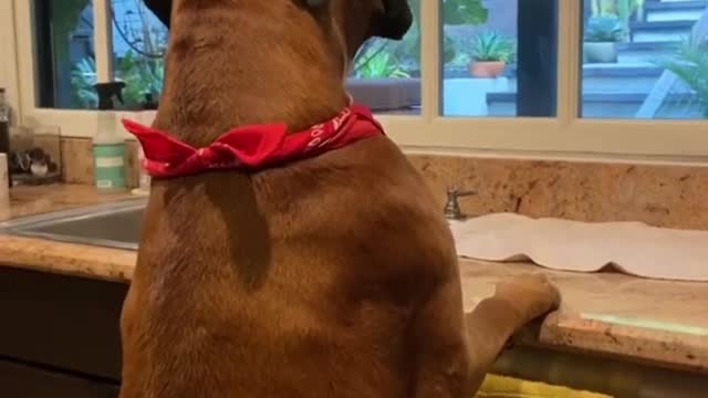 Boxer dog barking in the kitchen in a sad way