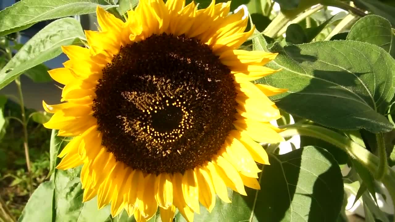 Sunflower