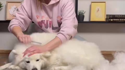 ✨Samoyed Grooming