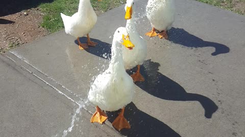 Watering the Ducks