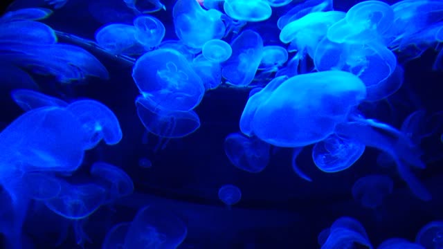 Beautiful jellyfish under the ocean