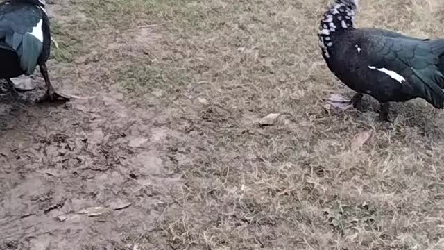 Black Muscovy Ducks Video By Kingdom Of Awais