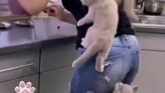 Naughty Cats 2021