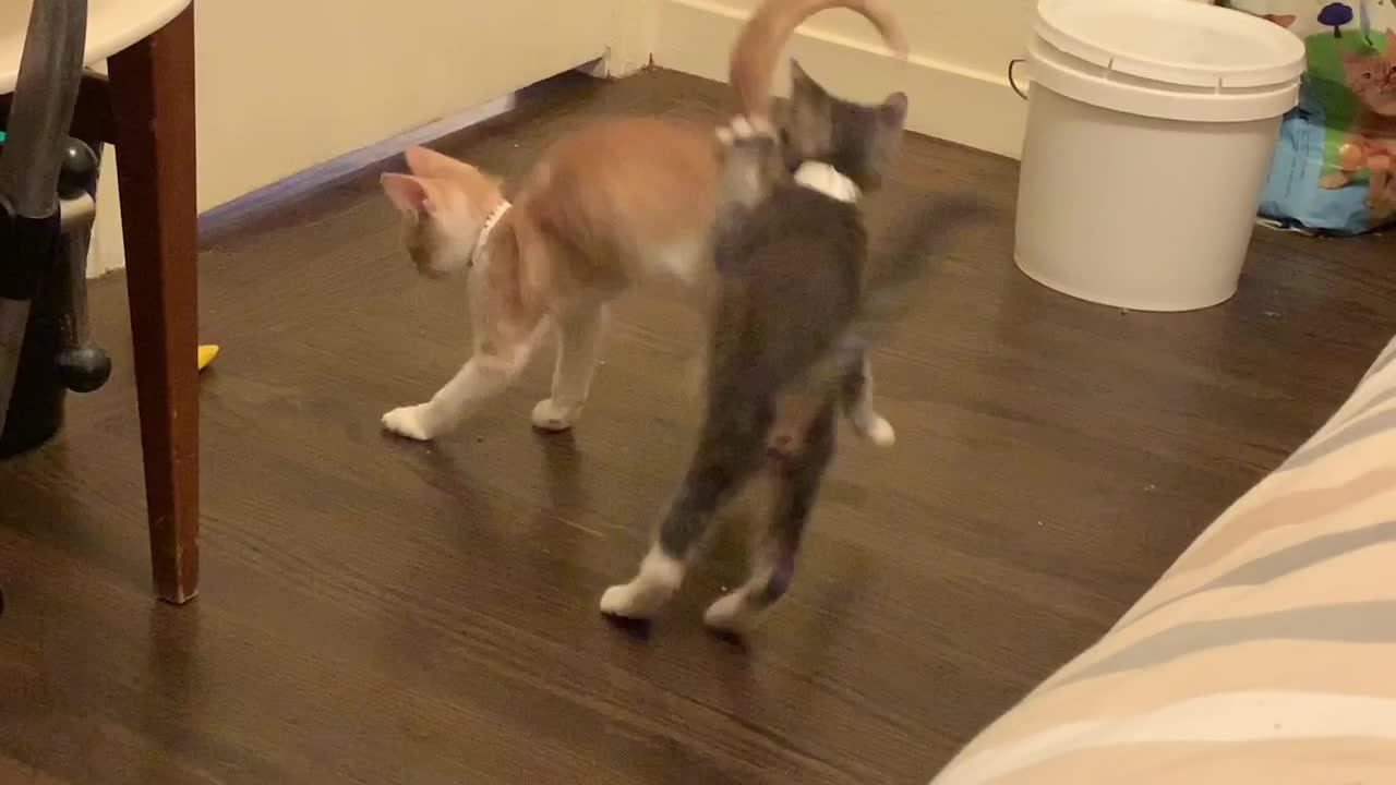 Foster kitten donkey kicks his suster