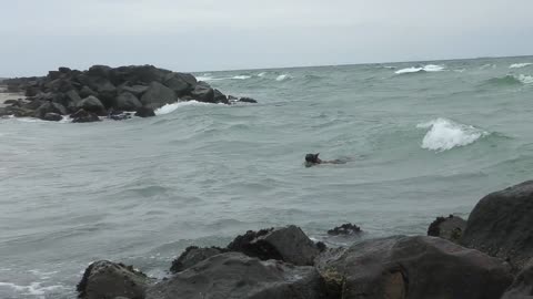 الراعي البلجيكي