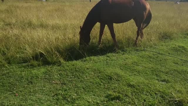 Horse beauty2